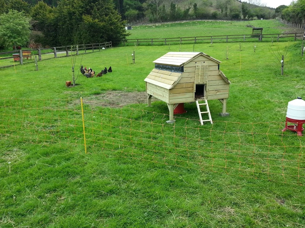 
New chicken coop  