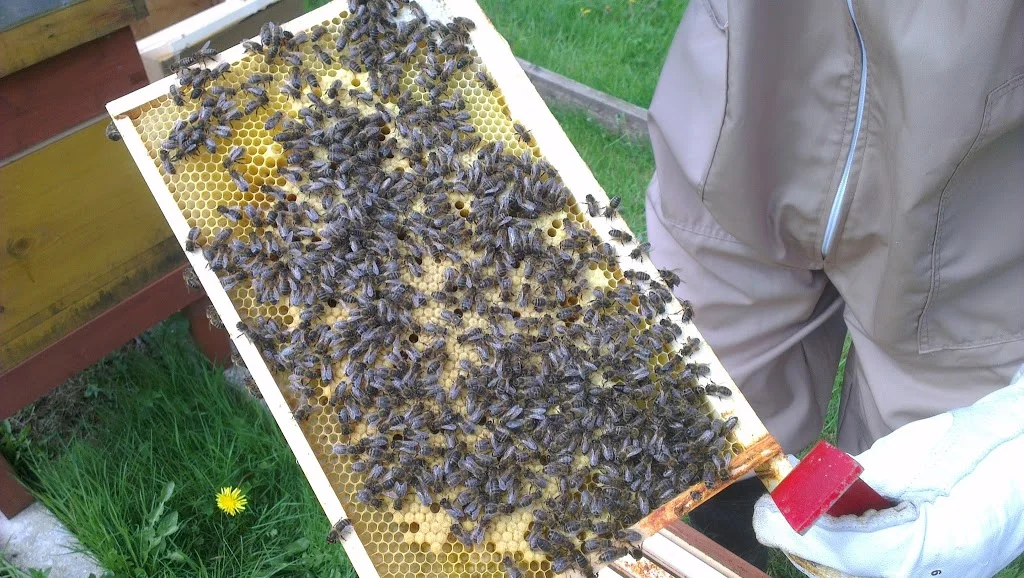 
Beehive Manipulation  