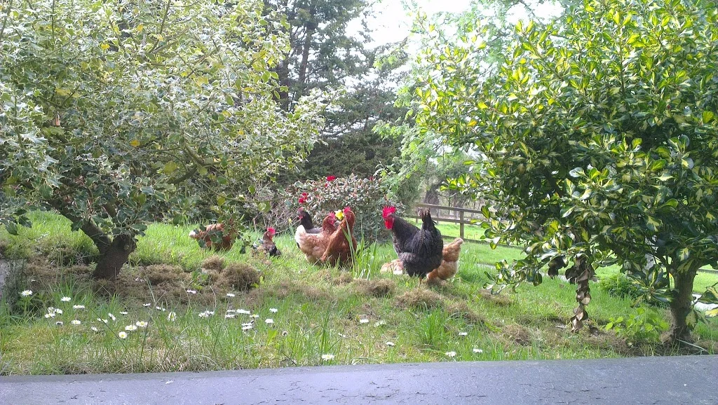 
Leisurely hens  