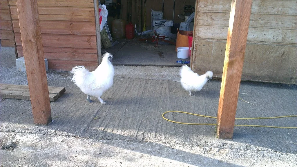 
Silkies do get about  