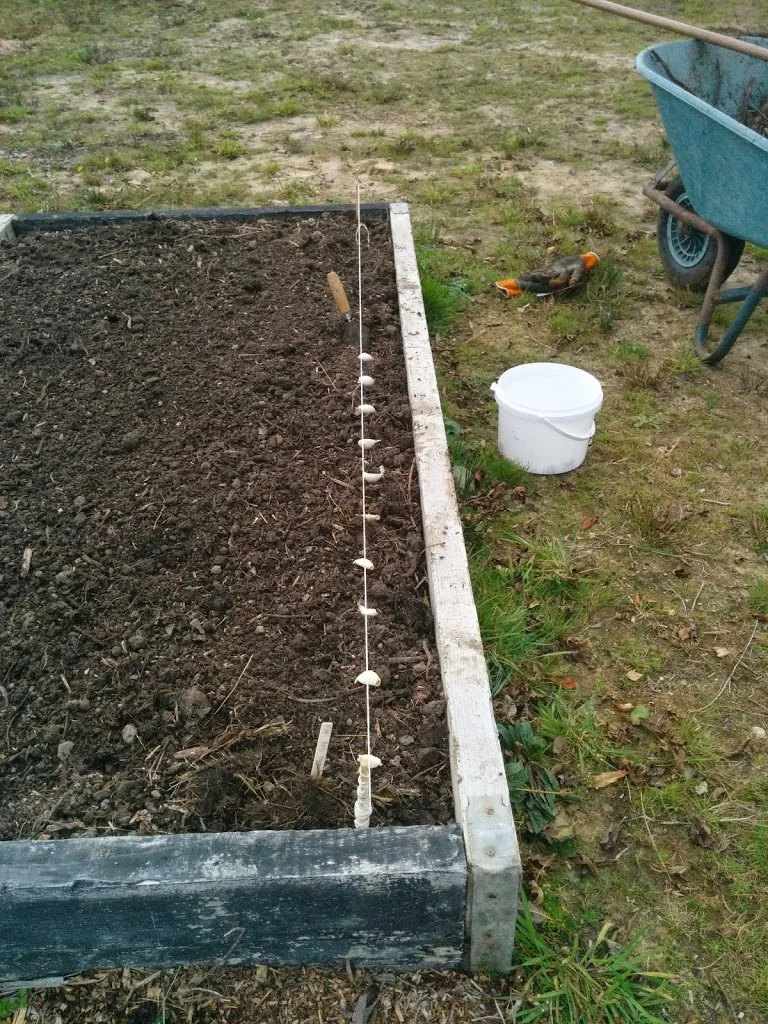 
Around the veg garden  