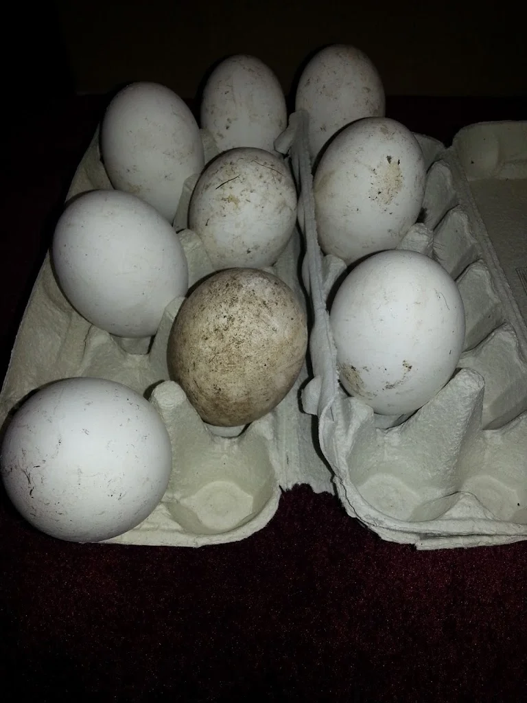 
goose eggs  