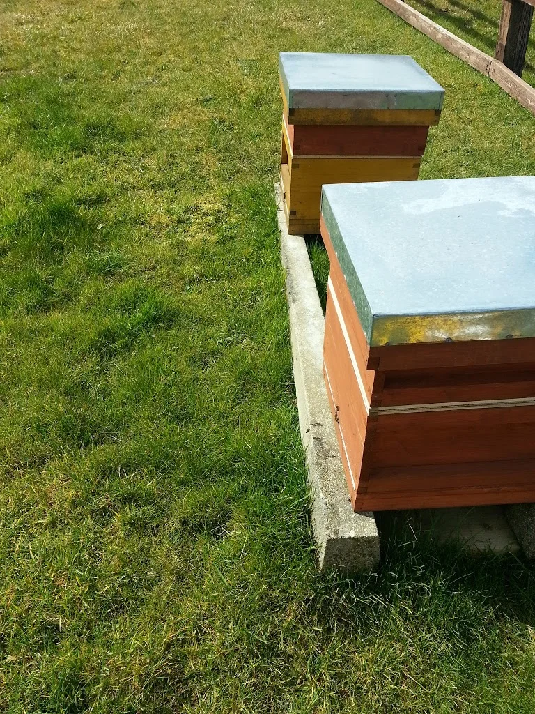
First hive inspection  