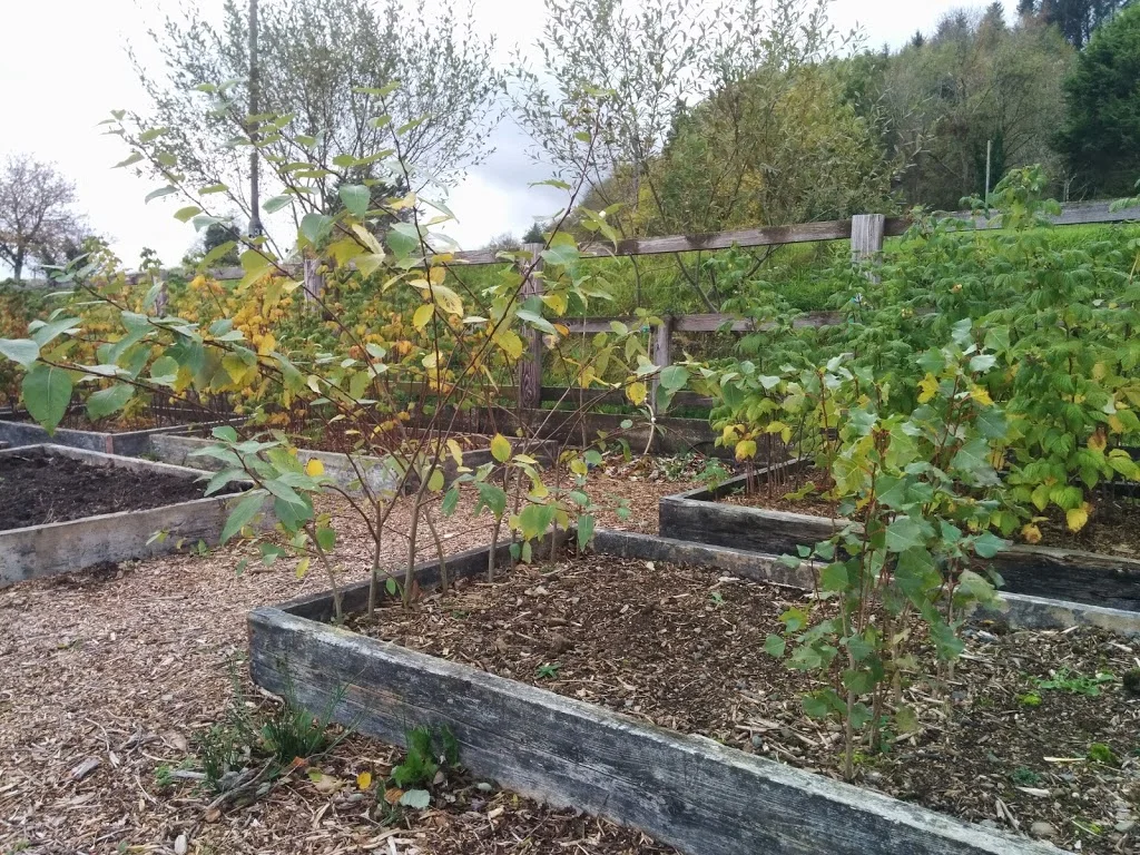 
Tim's vs my poplar tree cuttings  