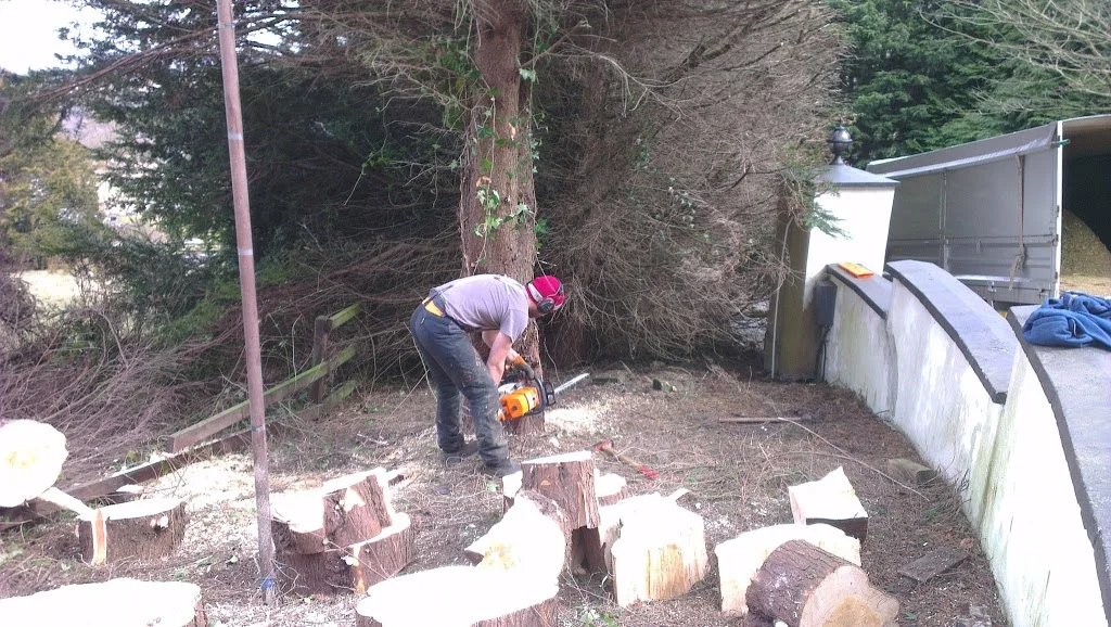 
Tree Felling agian  