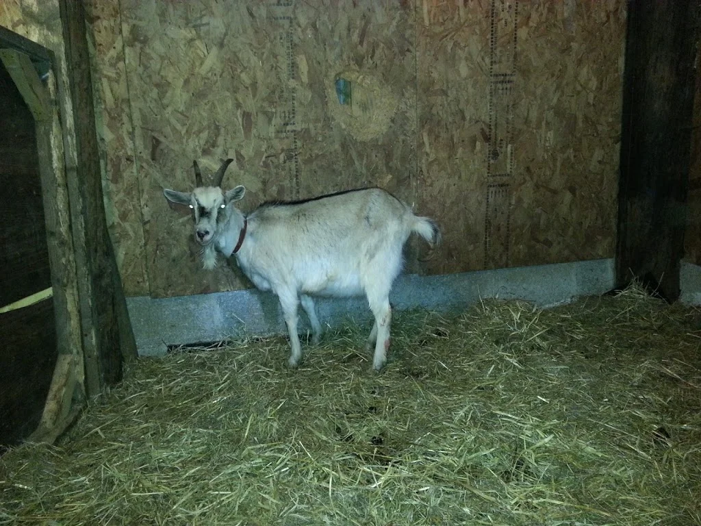 
white goat going into labour  