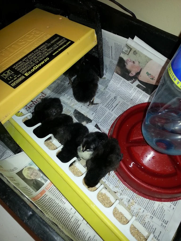 
Jersey's in the brooder  