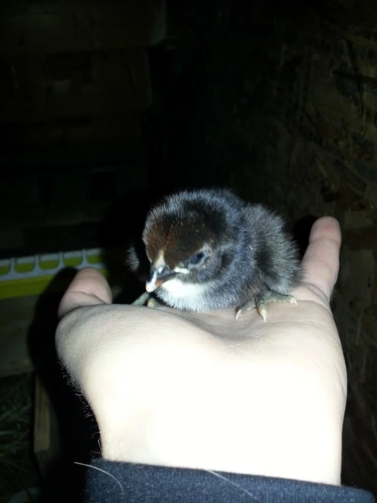 
Baby Jersey Giant chick just hatched!  