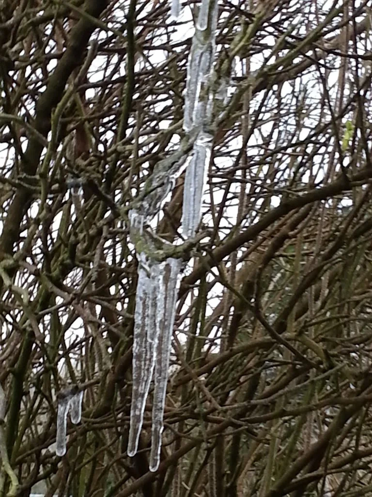 
Icicles from the garage gutter  