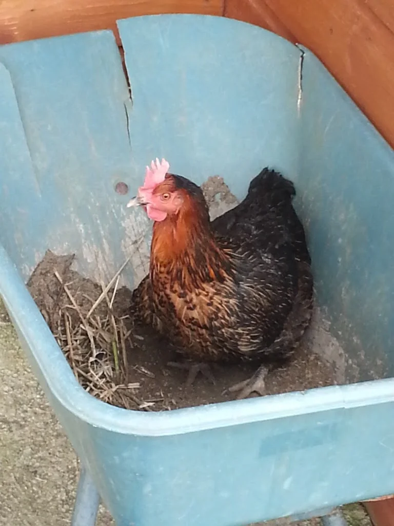 
Wheelbarrow dust bath  