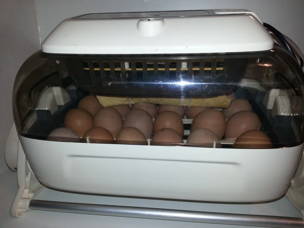 
First batch in the incubator  