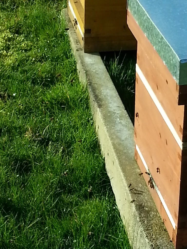 
Bees out and about  