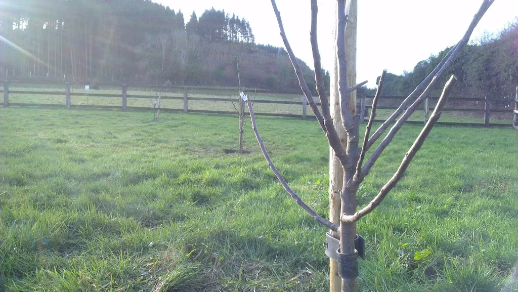 
Orchard work  