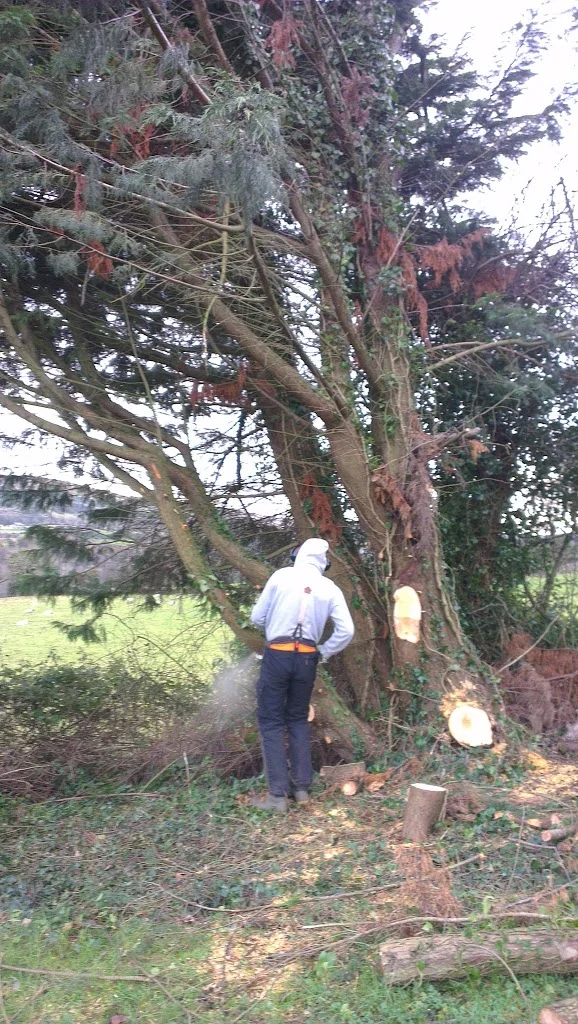 
More winter tree felling  