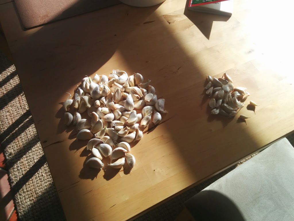 
Getting the first of the garlic ready & sowing seed  