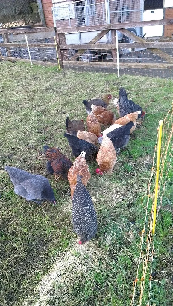 
Flock getting bigger  