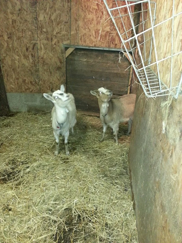 
Companions for Darcy  