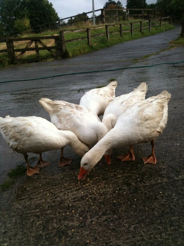 
Geese arrive  