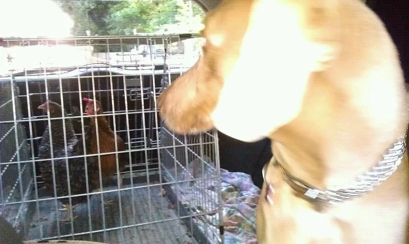 
Our first livestock...  