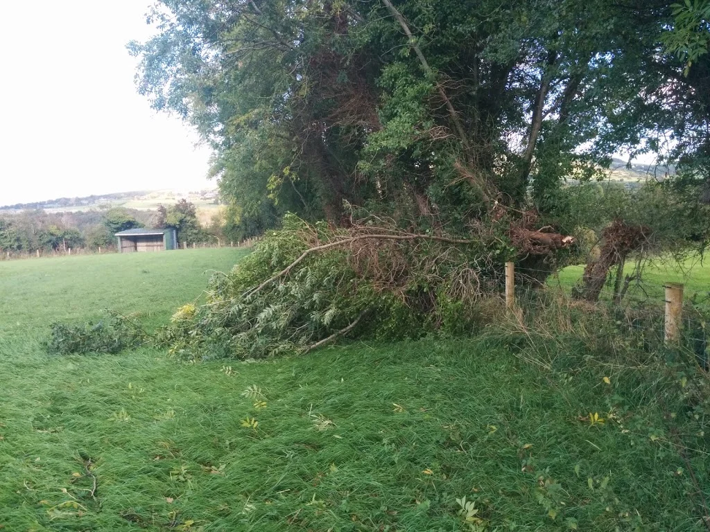 
Little bit of storm damage  