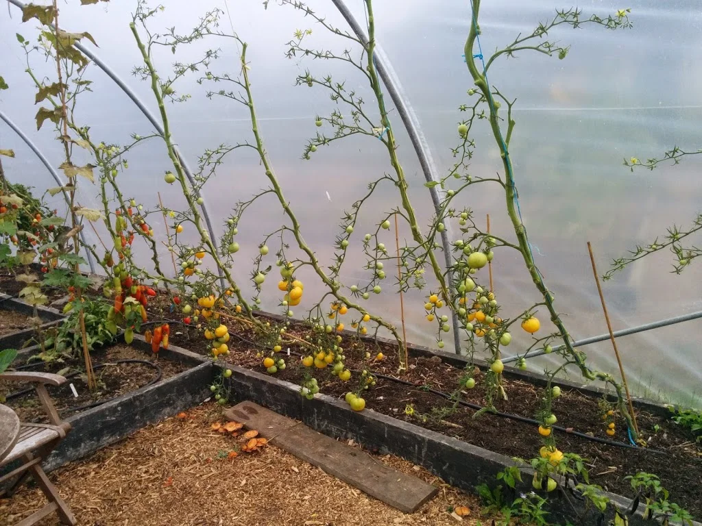 
Tomatoes, peppers & goats  