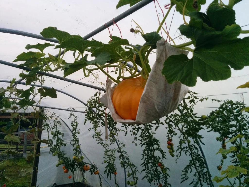 
Pumpkin & sunflowers  