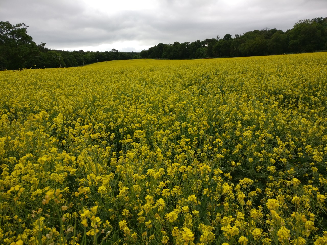 fields-of-delicious-nectar.jpg