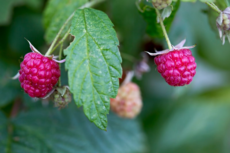 ollys-farm-raspberries.jpg