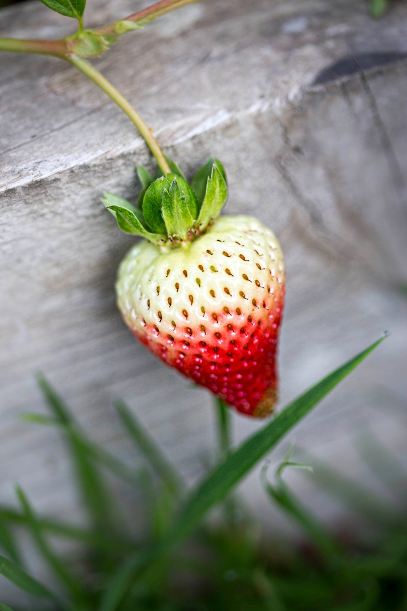 ollys-farm-strawberry.jpg