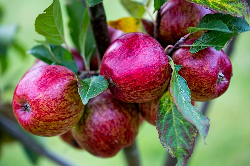 ollys-farm-red-apples.jpg