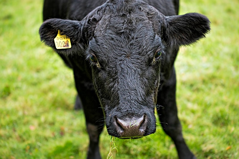 ollys-farm-black-calf.jpg