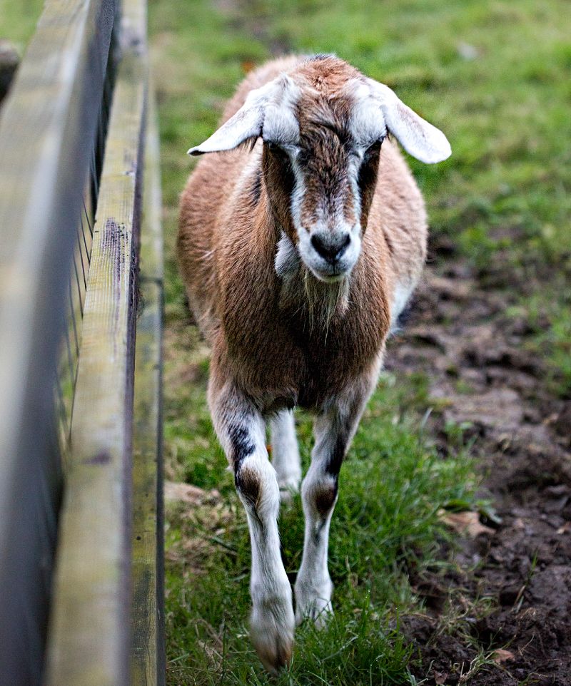 ollys-farm-goat.jpg