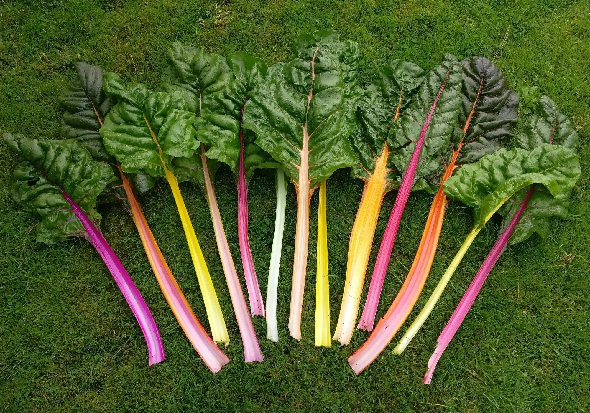 Rainbow chard makes it into the local