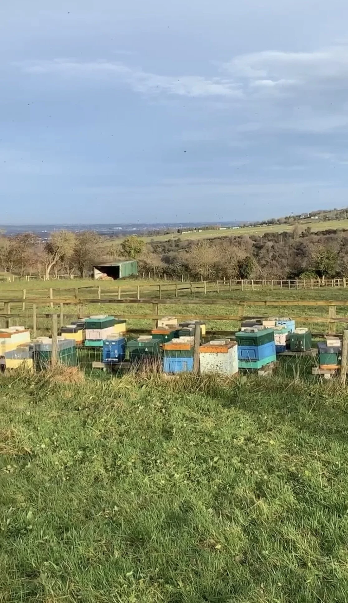 The sun came out and so did the bees