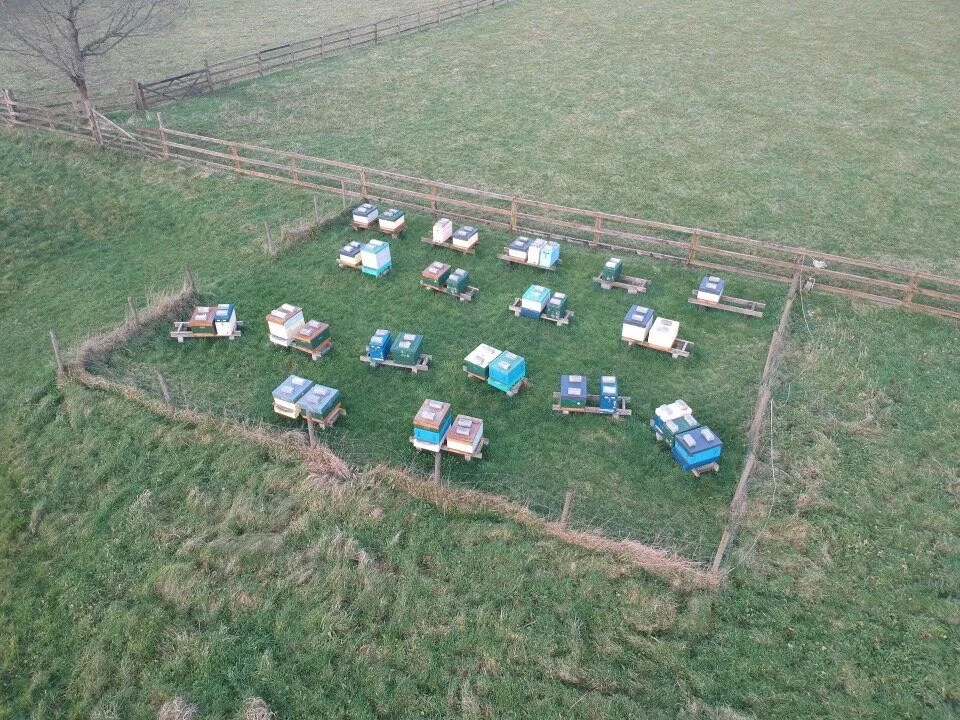 The farm bees in mid February