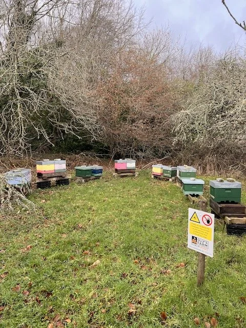 Saturday out checking the Wicklow bees
