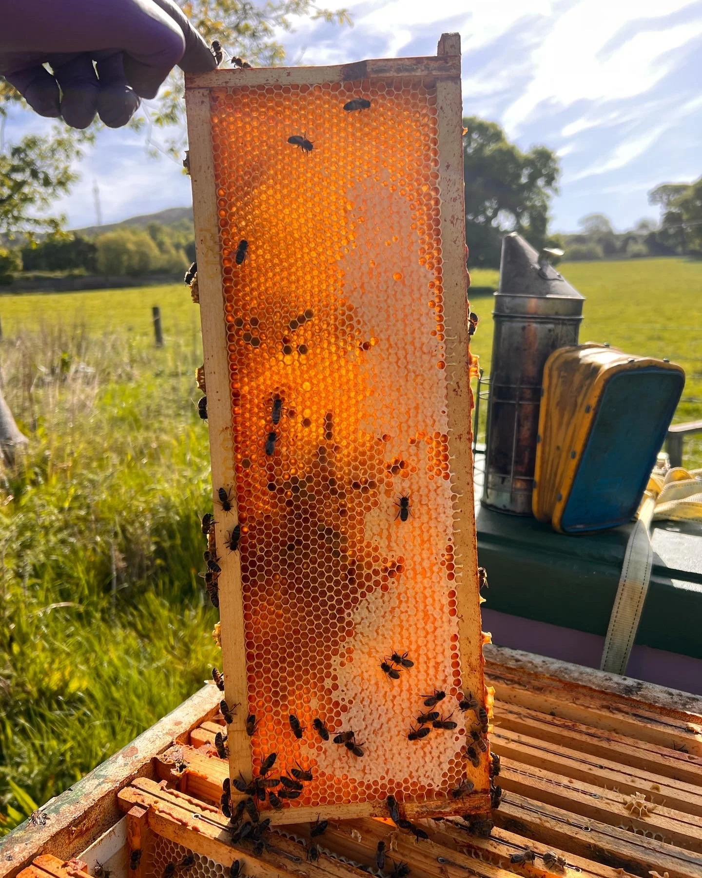 Working the bees on a sunny morning