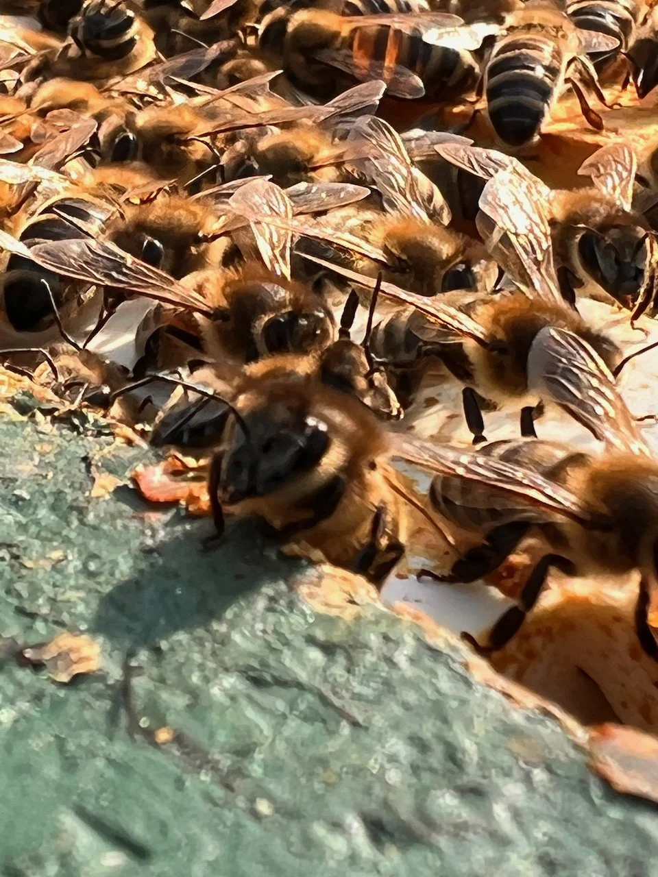 Happy World Bee Day 2022