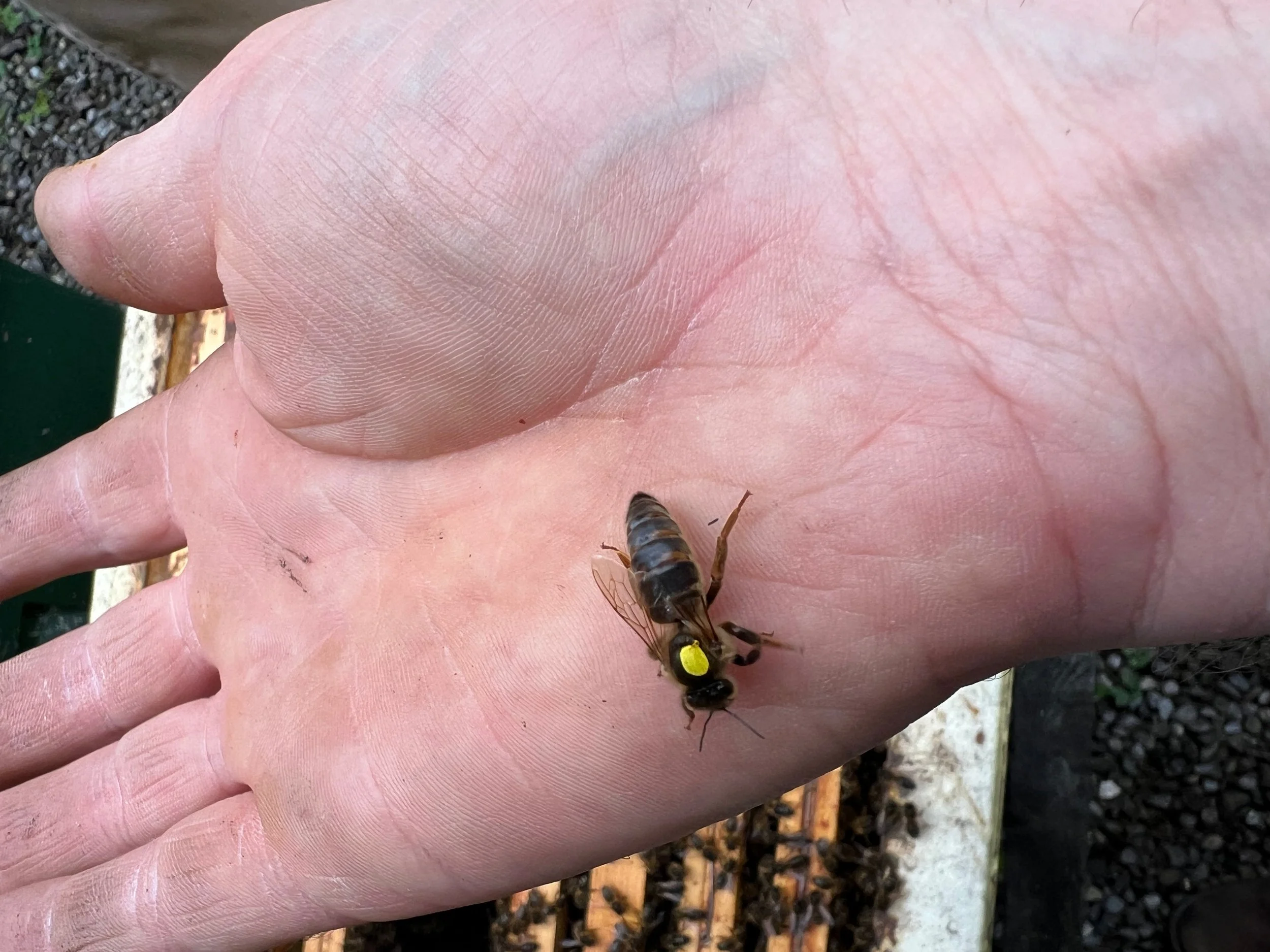 The Dream Team: "The Honey Queen Bee, the Drone Bee and the Worker Bee in the Hive'