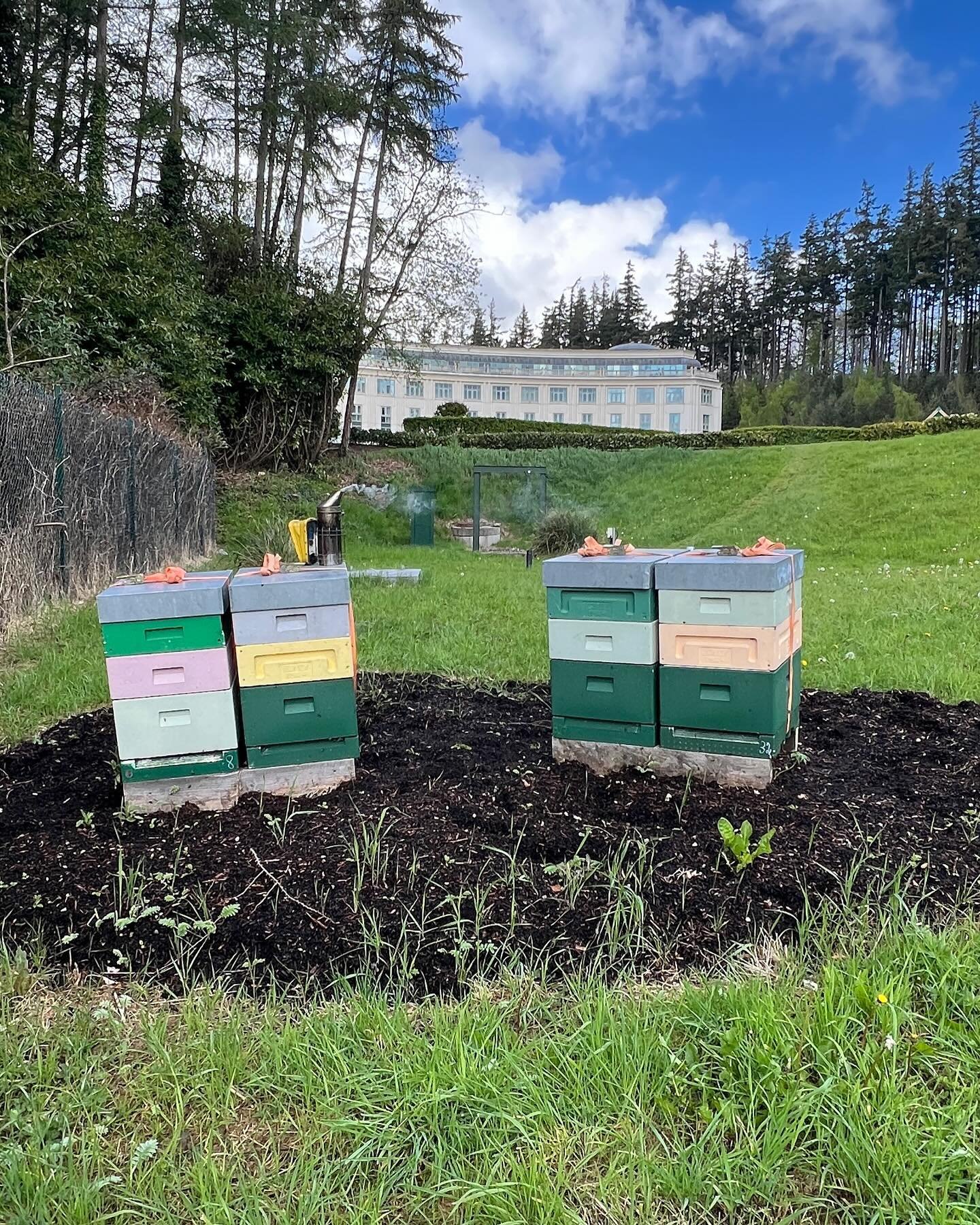 Dropped by the @powerscourthotel bees today and they&rsquo;re building up nicely. They got a 2nd super each. 

I&rsquo;ve no idea when they&rsquo;re getting out to forage but 2 of them had nearly a full box of honey already. 

#wicklow #irishhoney #o