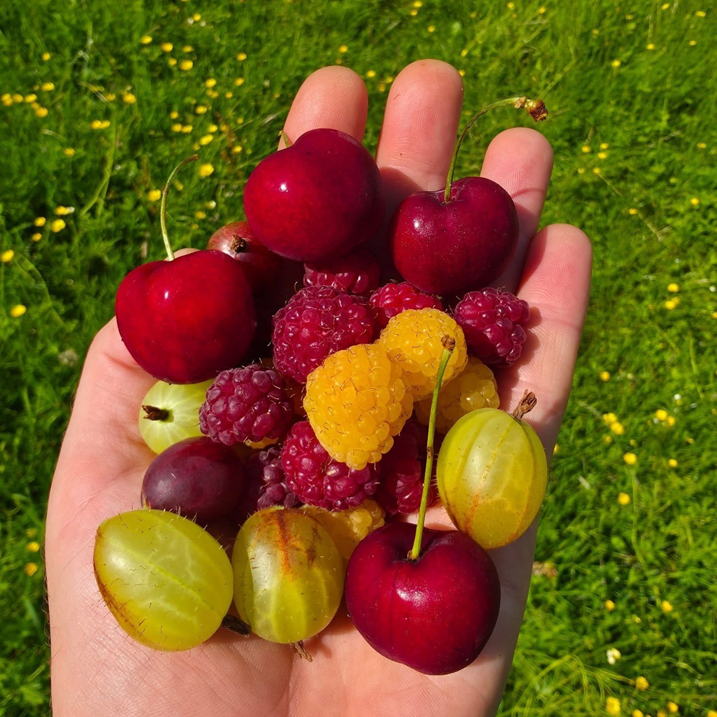 Today's breakfast all organically grown in the veg garden. At the moment there's lots of cherries, raspberries and gooseberries. More strawberries on the way too #giy #growyourown