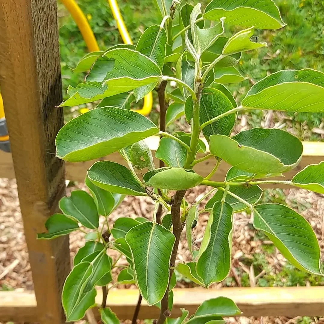 After one of the hottest summers on record, our Woodfield Community Orchard watering sessions are nearly done. Scroll to see the last four and a half months in pictures and the tallest sapling which is now close to ten feet tall. We'll be planting el
