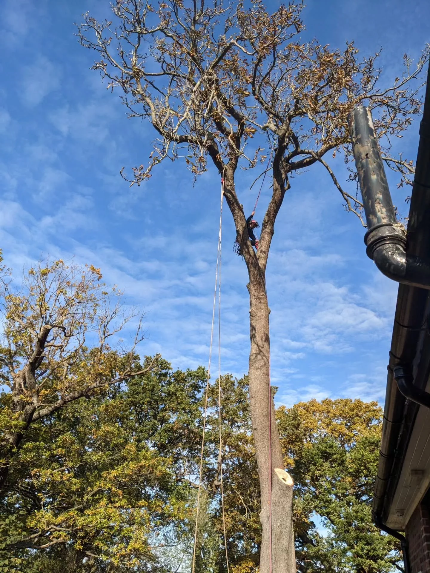 Always sad to see a tree 🌲🪾🌳be felled, but this old chestnut has been poorly for a while and leaning a bit too close to the Pavilion for comfort. 

Thanks to the team at @wandsworth_council for doing a neat and safe job. 

#TootingCommon 
#woodfie