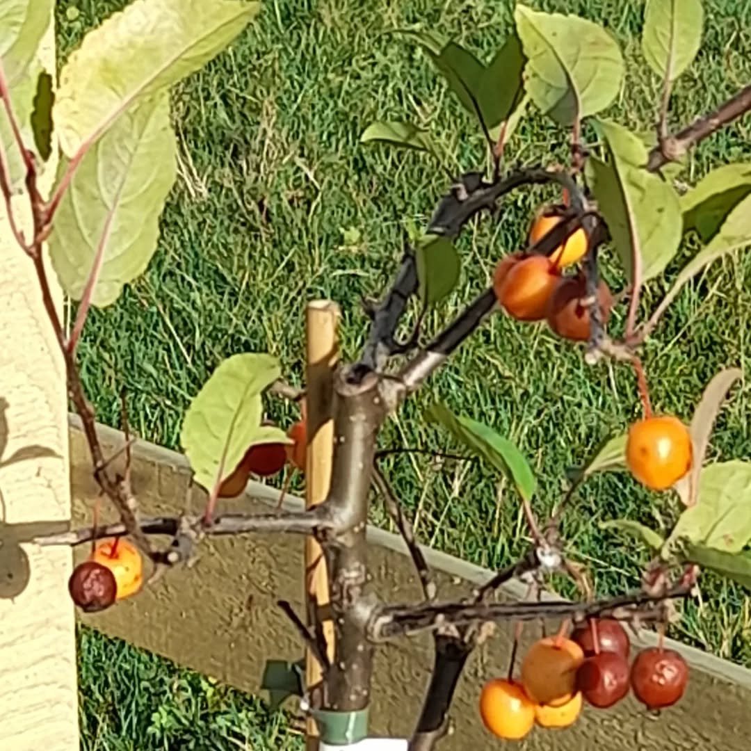 50th anniversary of National Tree Week coming soon (22 - 30 November). Time to visit the new trees in the Woodfield Community Orchard! Pics here of a few hardy souls in the November sunshine...

#woodfieldcommunityorchard 
#woodfieldpavilion 
#tootin