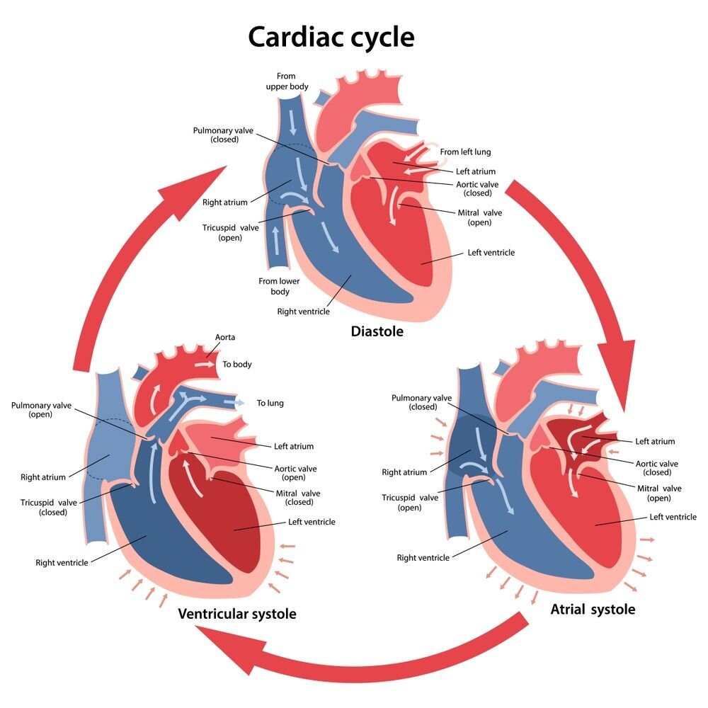 Cardiac-Cycle-Diagram.jpg