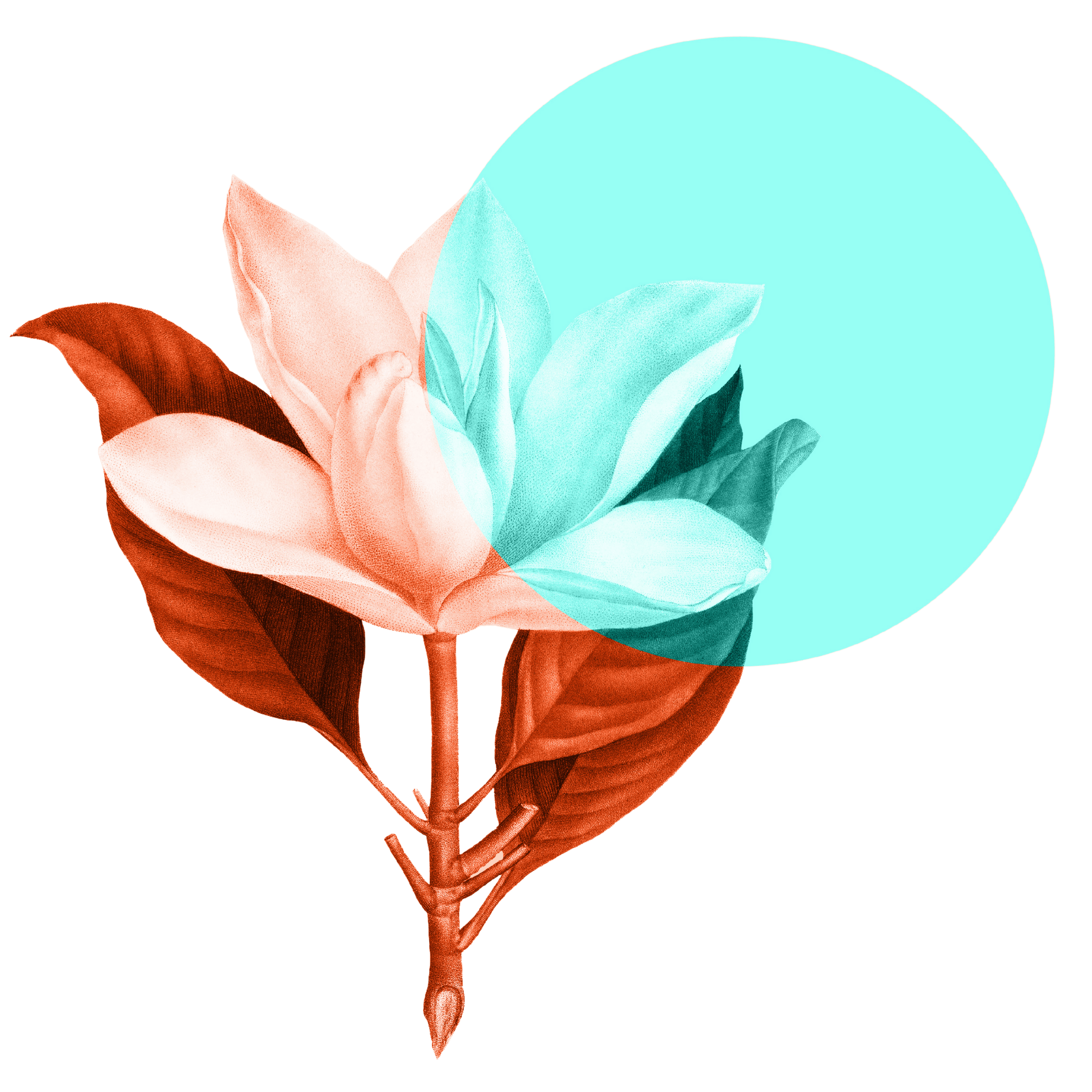 White background, botanical foliage with burnt orange leaves and a peach coloured flower with turquoise circle overlay.