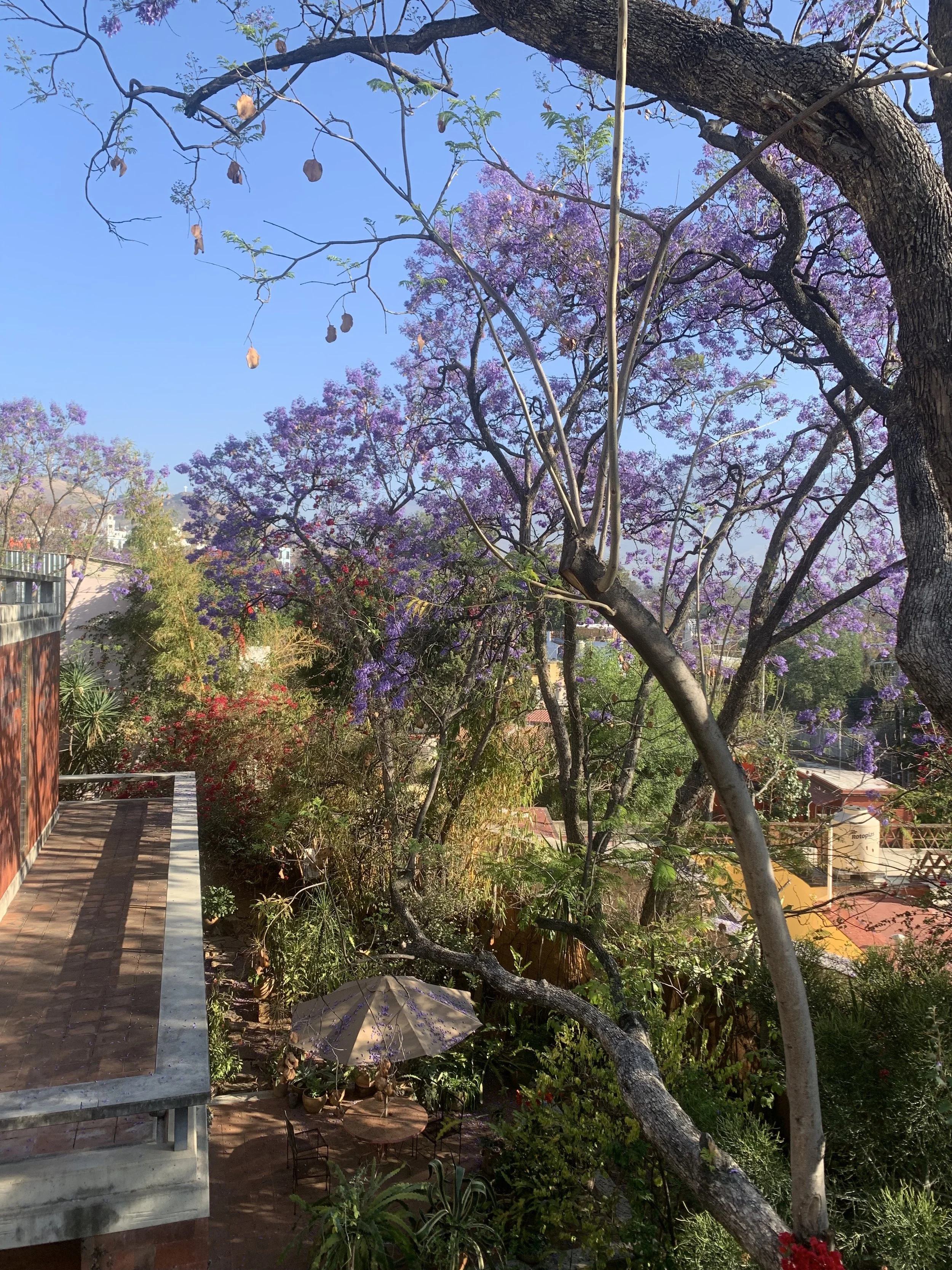  The jacaranda trees are in full purple majesty in the spring and summer. 