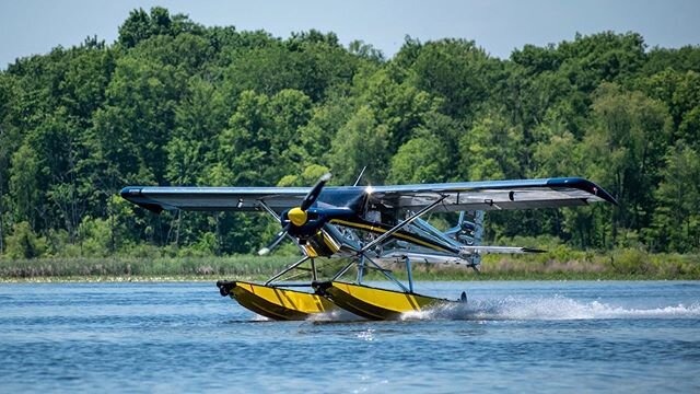 The flagship bird. Murphy Rebel amphib in maize and blue.