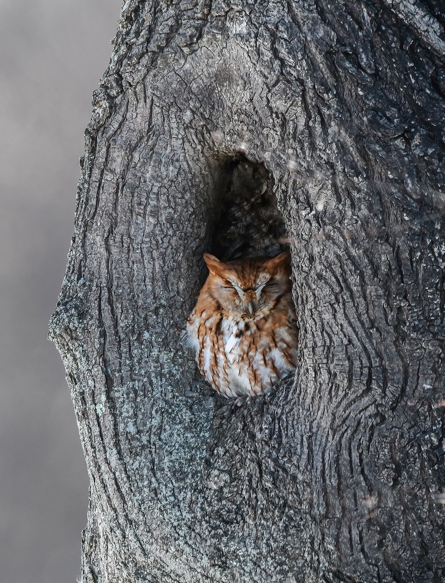 Fine-Art-Nature-Photography-Prints-wrightpixscreech-owl-in-tree.jpg