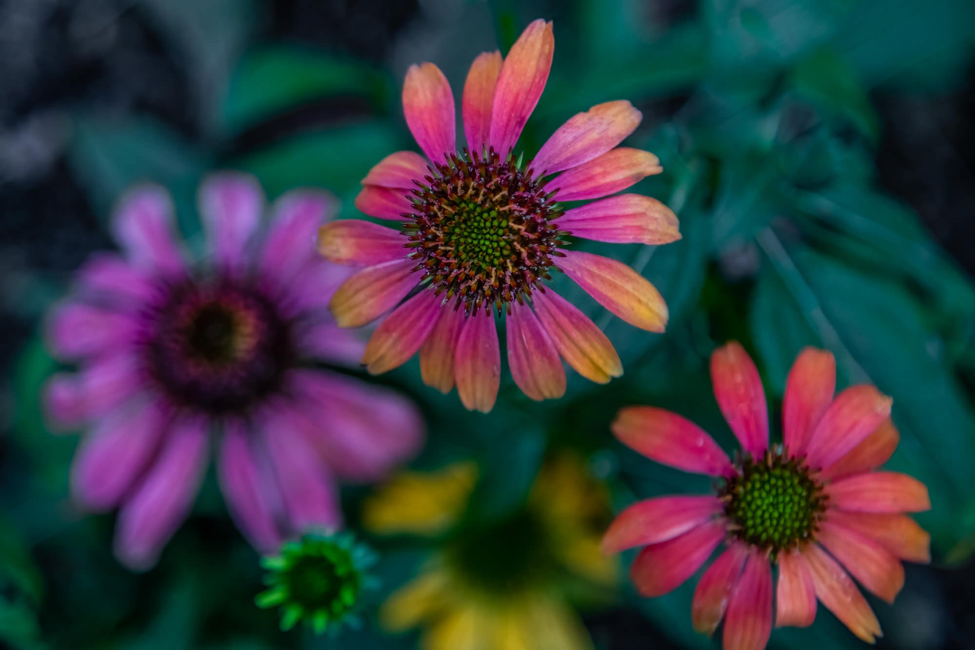 Nancy-Wright-photographer-testimonial-garden-flower-pink-orange-wpix-10-21-2020-4529-.JPG